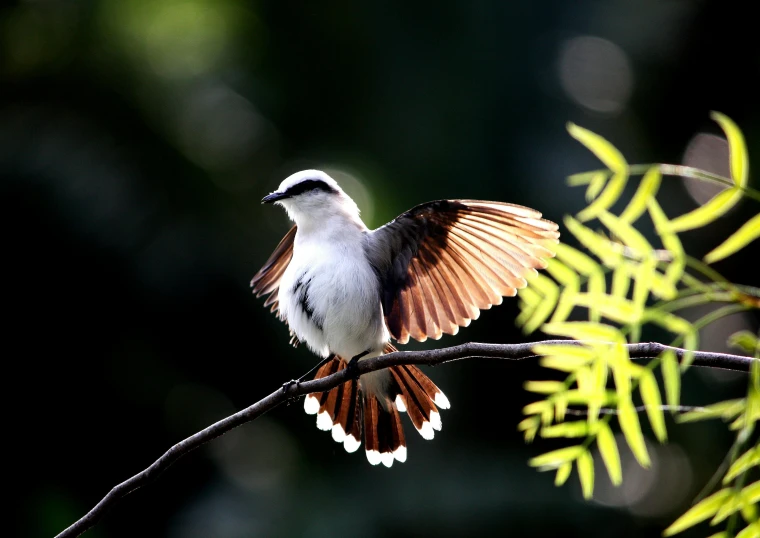 a bird sitting on top of a tree branch, pexels contest winner, hurufiyya, wings spreading, gradient brown to white, rare bird in the jungle, backlighting