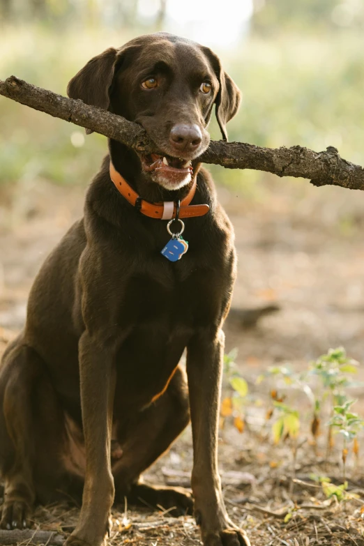 a brown dog holding a stick in its mouth, sitting in a tree, jewelry, ready to model, tag