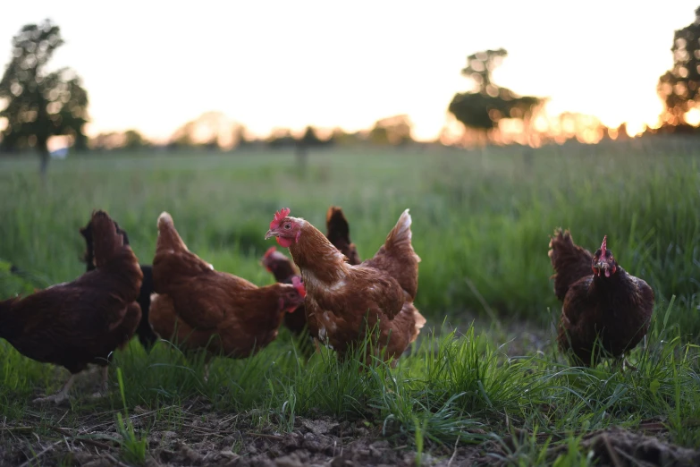 a group of chickens standing on top of a lush green field, by Rachel Reckitt, unsplash, at dusk lighting, terracotta, ready to eat, ground breaking