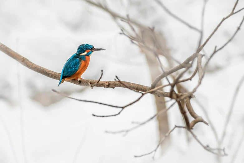 a small bird sitting on top of a tree branch, by Matija Jama, pexels contest winner, orange and teal, winter, 🦩🪐🐞👩🏻🦳, fishing