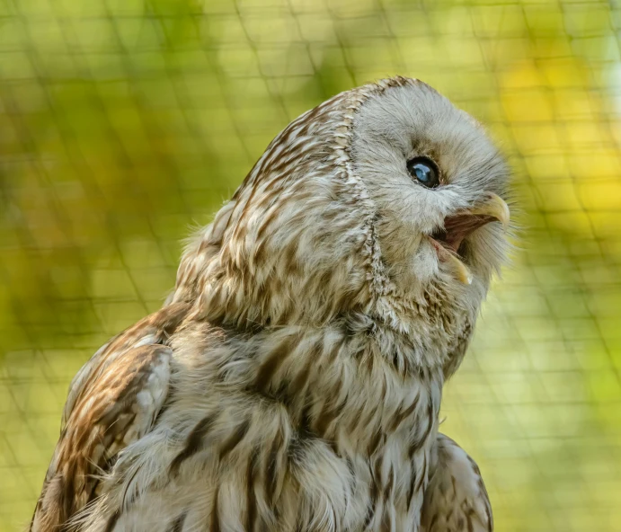 a close up of a bird of prey in a cage, pexels contest winner, with a cute fluffy owl, white-haired, hatched pointed ears, doing a majestic pose