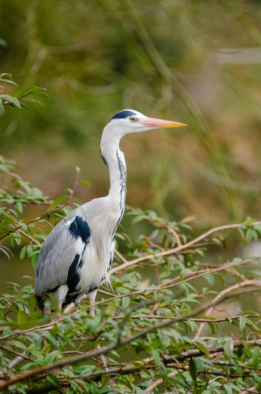 a large bird standing on top of a tree branch, blue and grey, long neck, white male, esher