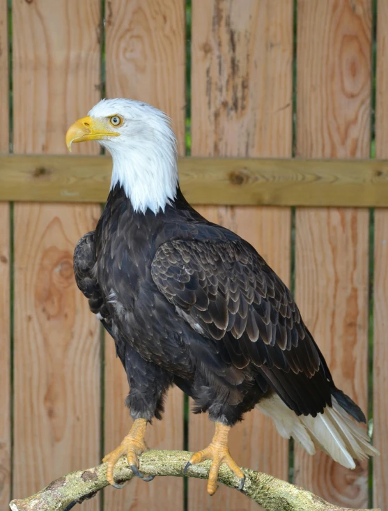 a bald eagle sitting on top of a tree branch, in the zoo exhibit, profile image, family photo, with a white muzzle