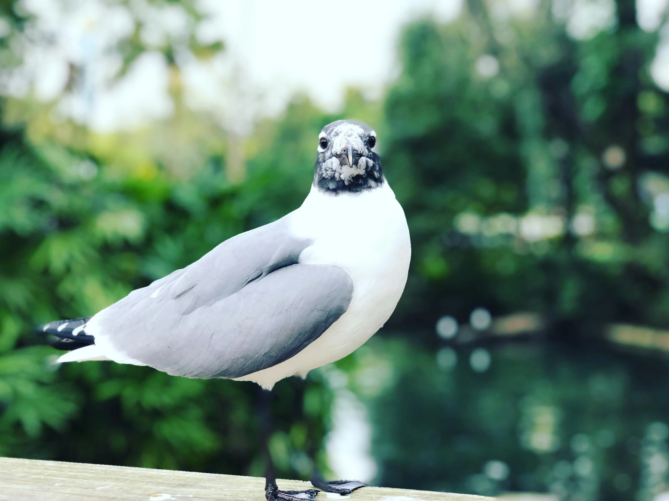a close up of a bird near a body of water, by Jacob Duck, pexels contest winner, googly eyes, at a park, sarcastic pose, 🦩🪐🐞👩🏻🦳