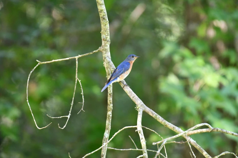 a blue bird sitting on top of a tree branch, william penn state forest, lush surroundings, profile image, guide