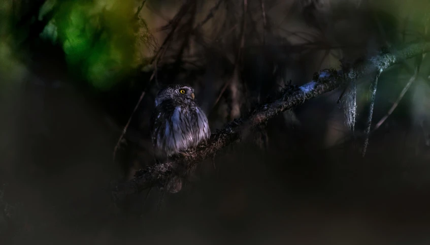 an owl sitting on top of a tree branch, by Jan Tengnagel, unsplash contest winner, hurufiyya, moody dim faint lighting, medium format. soft light, hidden in the forest, tawny frogmouth