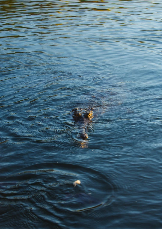 a dog swimming in a body of water, alligators, shot on sony a 7, single, brown