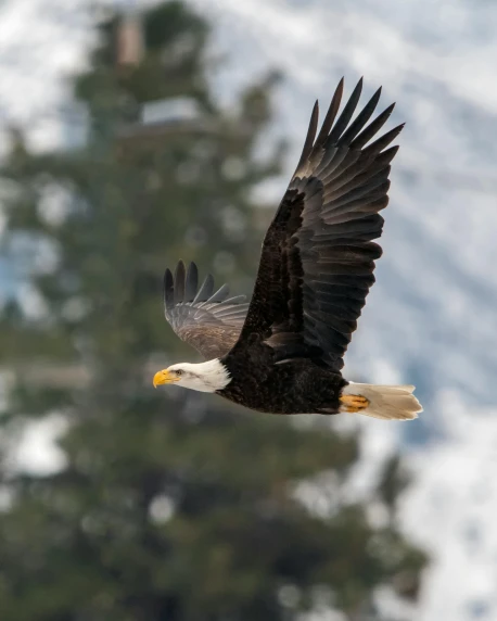 a bald eagle flying through the air with trees in the background, by Neil Blevins, pexels contest winner, only snow in the background, tourist photo, multiple stories, 2 0 2 2 photo