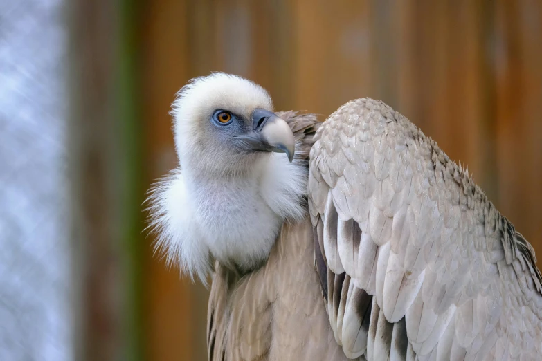 a close up of a bird with its wings spread, a portrait, by Jan Tengnagel, pexels contest winner, hurufiyya, vulture, pale grey skin, resting, white neck visible