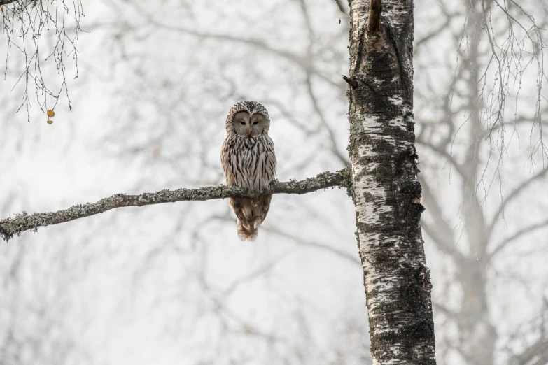 an owl sitting on top of a tree branch, by Jaakko Mattila, pexels contest winner, grey mist, bright nordic forest, soaking wet, on clear background