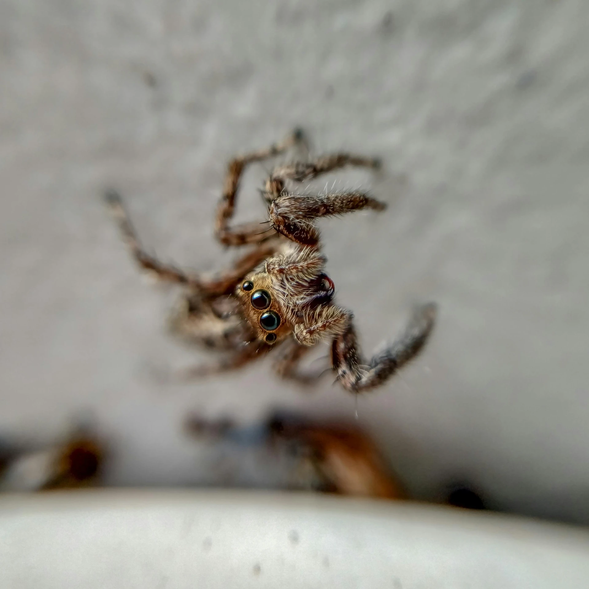 a spider sitting on top of a white bowl, by Matija Jama, pexels contest winner, multiple small black eyes, waving at the camera, hyperdetailed, hanging from the ceiling