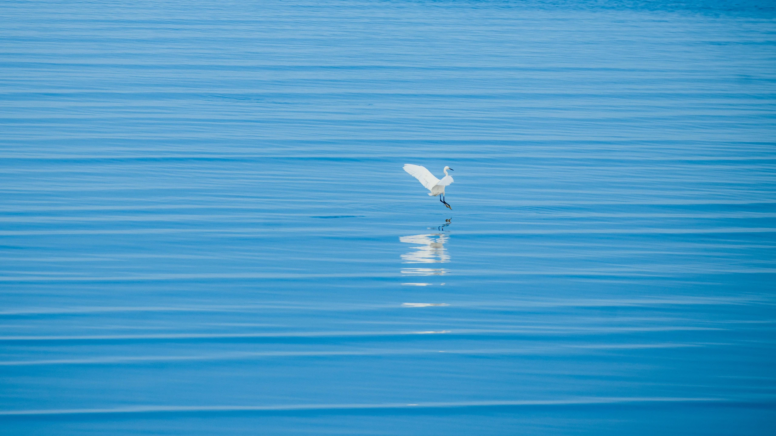 a white bird flying over a body of water, by Paul Bird, pexels contest winner, minimalism, blue reflections, fishing, 15081959 21121991 01012000 4k, offset and takeoff