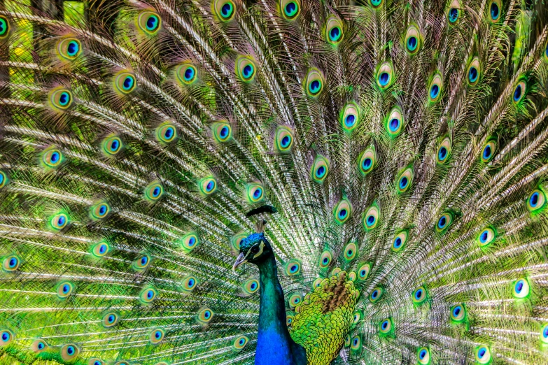 a peacock with it's feathers spread out, an album cover, pexels contest winner, 🦩🪐🐞👩🏻🦳, award - winning 4 k photograph, highly ornamental, glossy flecks of iridescence