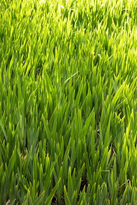 a close up of a field of green grass, plants and grass, lawns, beatifully lit, upright