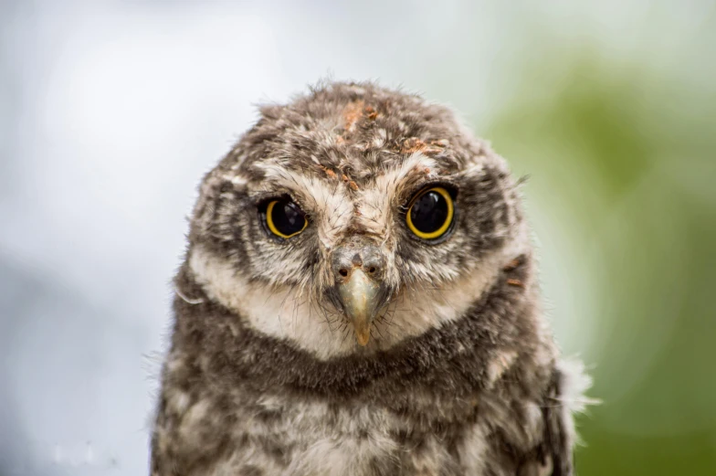 a small owl sitting on top of a tree branch, a portrait, by Peter Churcher, shutterstock contest winner, hurufiyya, australian, gray mottled skin, closeup on face, innocent face