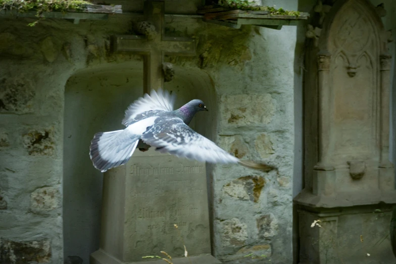 a pigeon that is flying in the air, by Jan Rustem, pexels contest winner, arabesque, rising from a crypt, scottish folklore, madgwick, inside the sepulchre