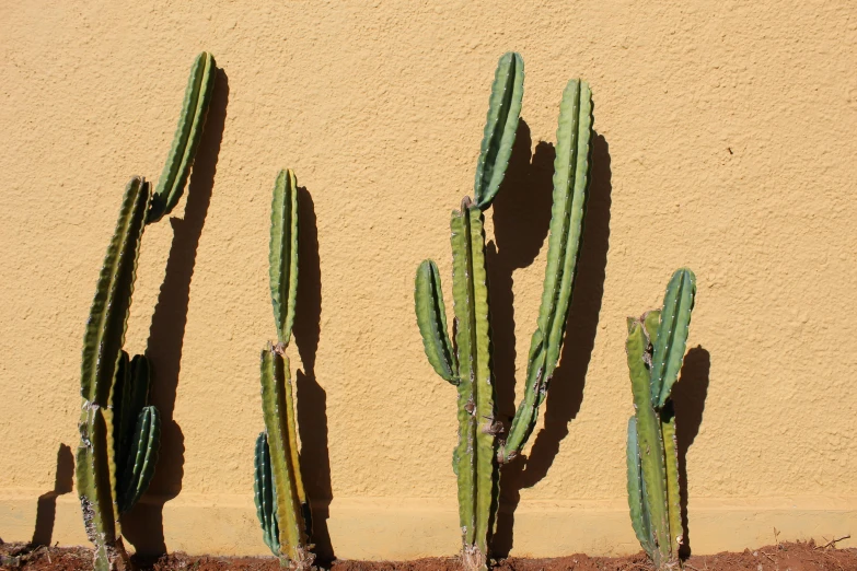 a row of cactus plants in front of a wall, inspired by Ceferí Olivé, pexels contest winner, photorealism, slight yellow hue, tall thin, фото девушка курит, 5 years old