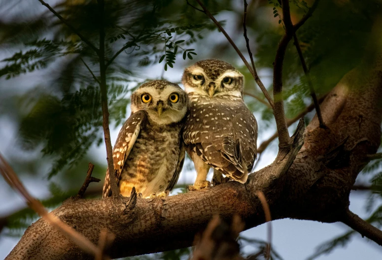 a couple of owls sitting on top of a tree branch, a portrait, pexels contest winner, hurufiyya, national geographic quality, predawn, speckled, small