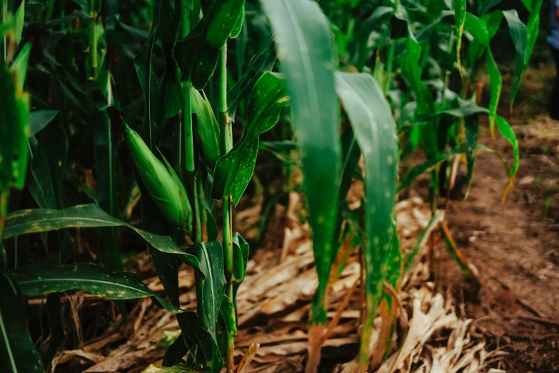 a man standing in the middle of a corn field, unsplash, green flags, background image, close up image, plant sap