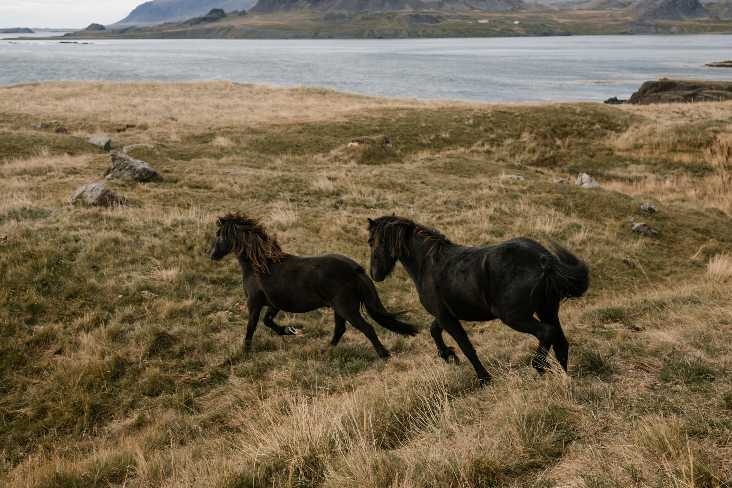 a couple of horses that are standing in the grass, by Hallsteinn Sigurðsson, pexels contest winner, hurufiyya, near the sea, galloping, near a lake, thumbnail