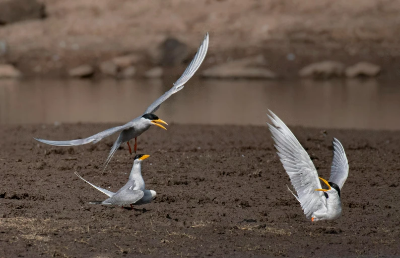 a couple of birds that are standing in the dirt, bird flying out of water, silver white and gold, posing for a fight, greg rukowski