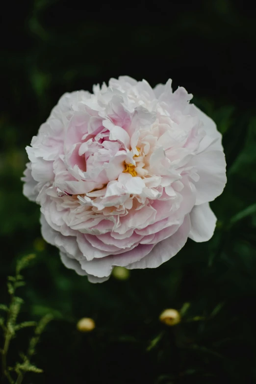 a pink flower sitting on top of a lush green field, a portrait, unsplash, peony, pale as marble, 3/4 front view, grey