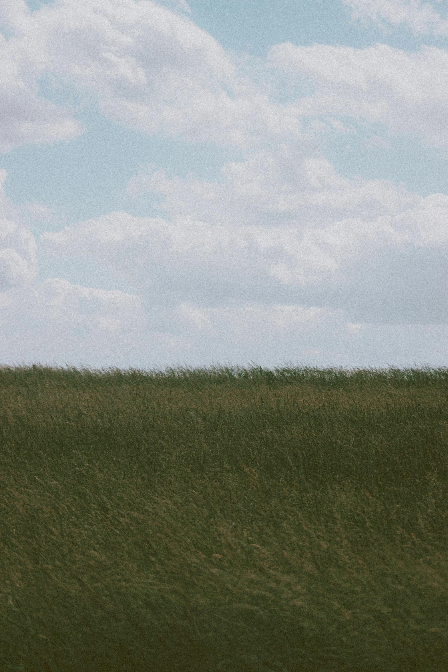 a giraffe standing on top of a lush green field, an album cover, inspired by Andreas Gursky, unsplash, color field, cumulus, long thick grass, minimalist photo, iowa