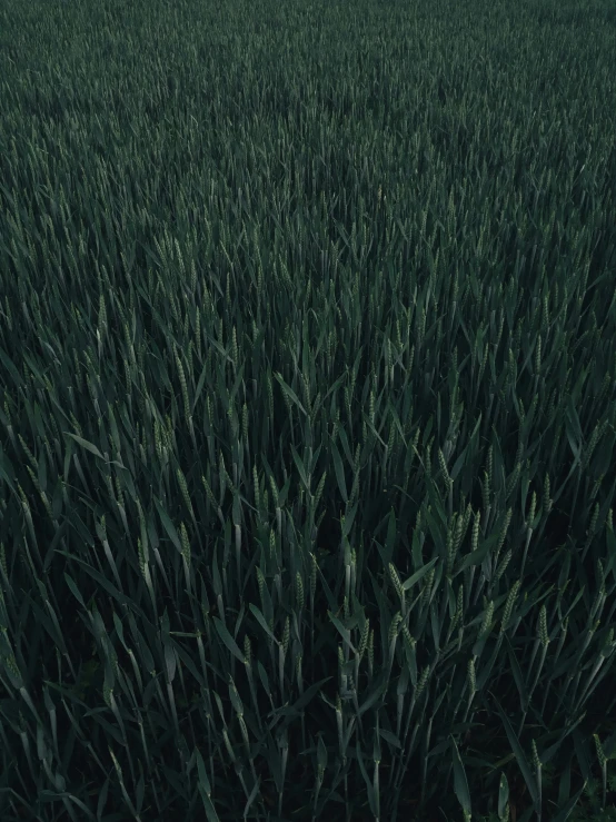 a field of green grass with a lone tree in the distance, by Attila Meszlenyi, alessio albi, screensaver, dark. no text, low lighting