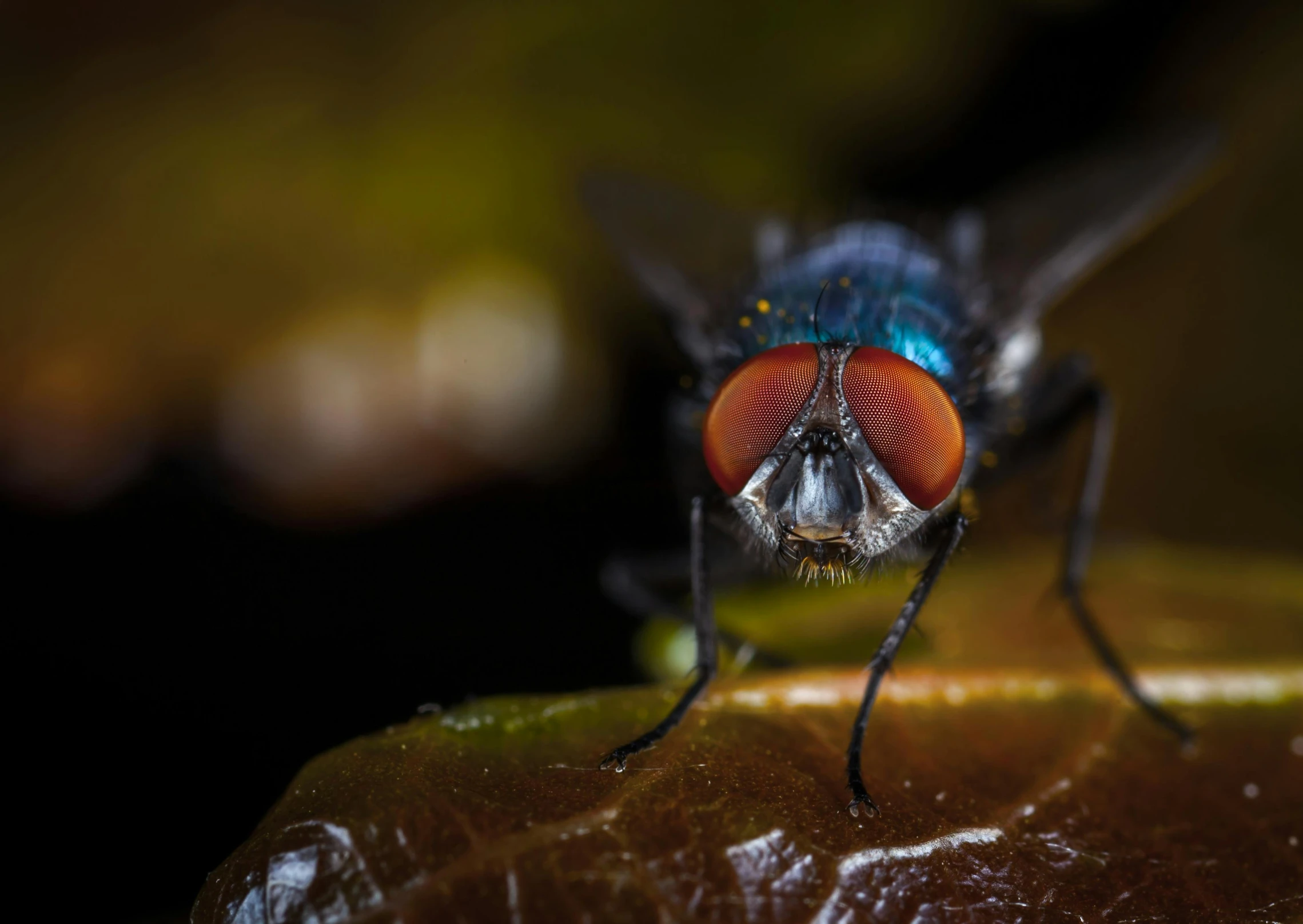 a close up of a fly on a leaf, pexels contest winner, hurufiyya, avatar image, red eyed, curious expression, male with halo