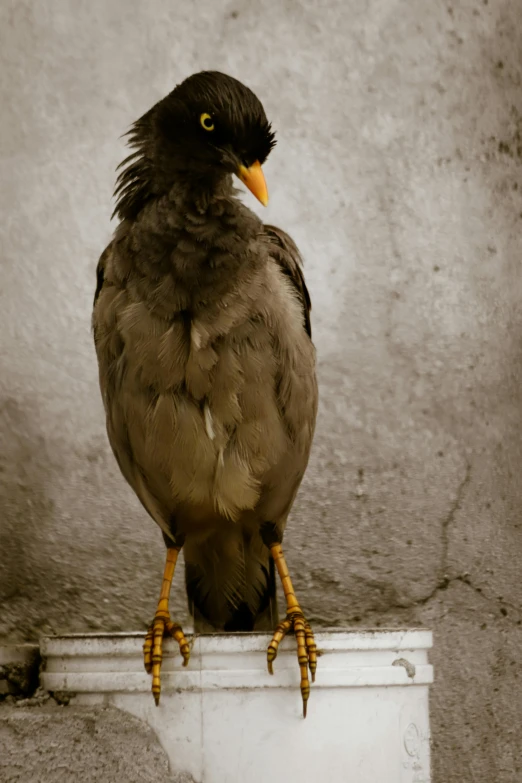 a bird sitting on top of a white bucket, pexels contest winner, renaissance, emaciated, with a yellow beak, dark pit, award winning color photo