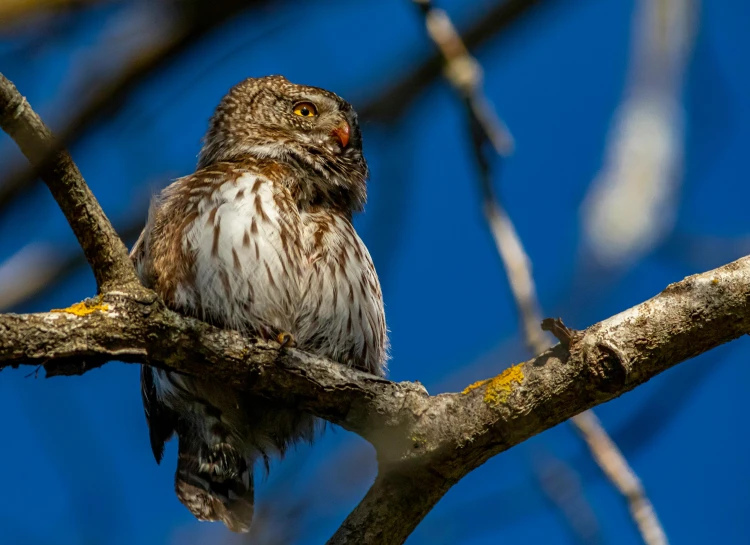 a brown and white bird sitting on top of a tree branch, by Peter Churcher, pexels contest winner, hurufiyya, very very small owl, mullet, thumbnail, small mouth