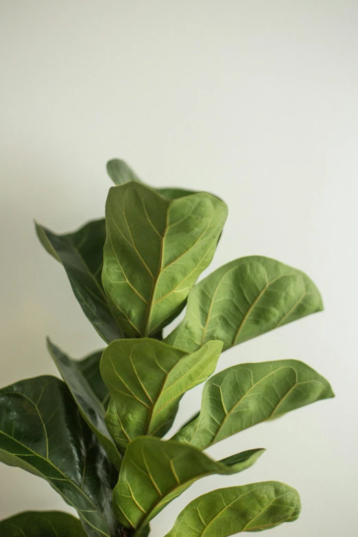 a close up of a plant on a table, by Kristin Nelson, fig leaves, large tall, on clear background, fresh