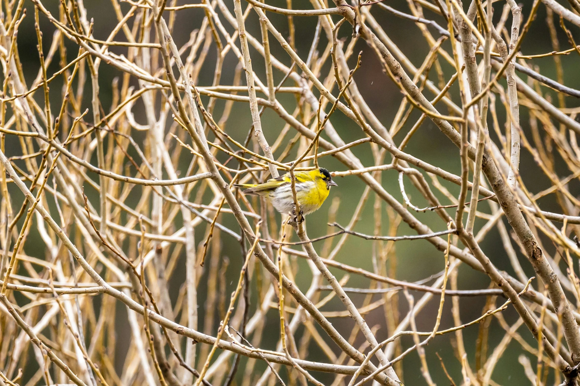 a yellow bird sitting on top of a tree branch, by Neil Blevins, unsplash, willow plant, hiding, full frame image, grain”