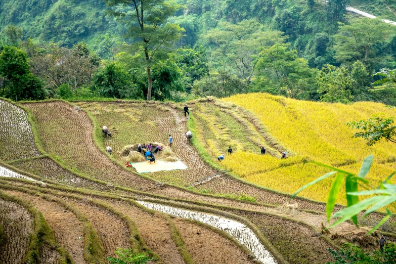 a group of people working in a rice field, by Daniel Lieske, pexels contest winner, lush valley, avatar image