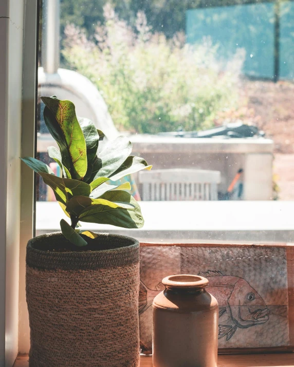 a potted plant sitting on top of a window sill, inspired by Elsa Bleda, unsplash contest winner, house kitchen on a sunny day, low quality photo, detailed product image, light source on left