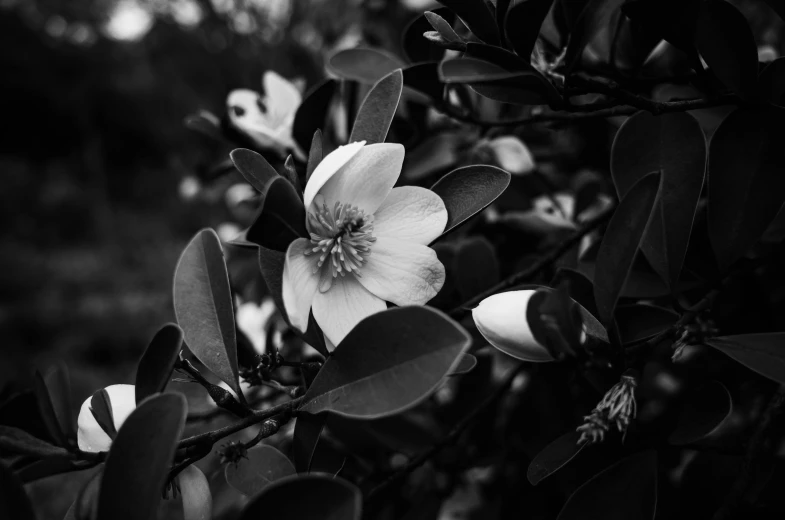 a black and white photo of a flower, by Karl Buesgen, unsplash, hurufiyya, magnolias, amongst foliage, medium format, low detailed