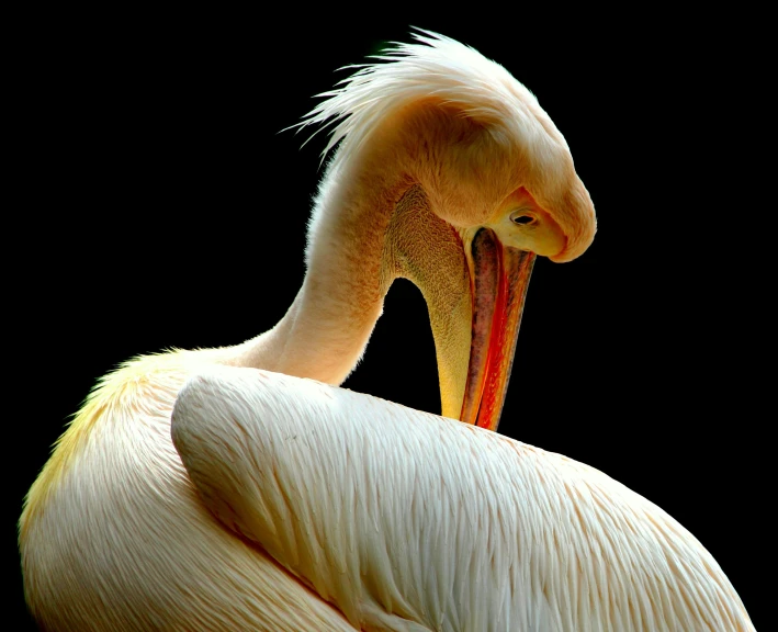 a large white bird with a long beak, pexels contest winner, on black background, slide show, intricate wrinkles, tourist photo