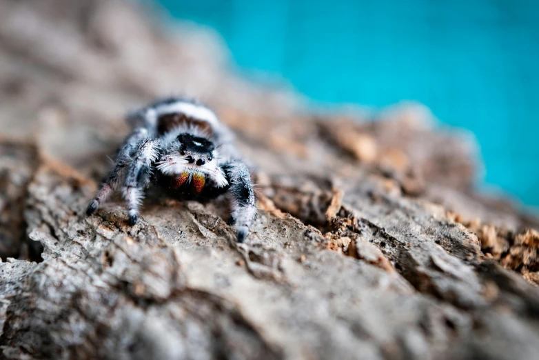 a close up of a spider on a tree, unsplash, hurufiyya, tarantulas, sitting on a log, shot on sony a 7, small chin