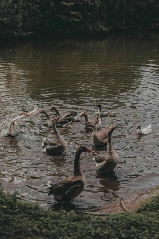 a bunch of ducks that are in the water, sitting at a pond, alessio albi, high-quality photo, sydney park