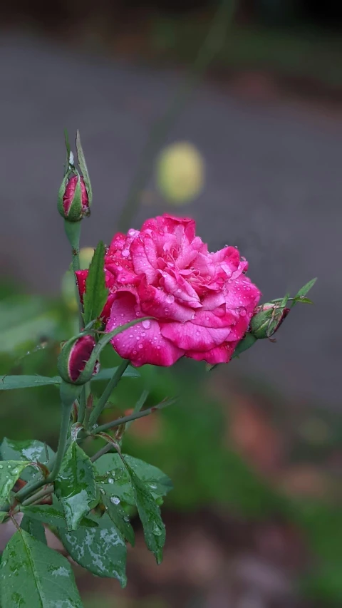a close up of a pink rose on a plant, on a cloudy day, photograph, taken with sony alpha 9, multi - coloured
