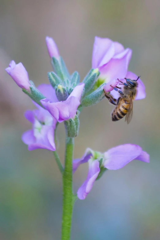 a bee sitting on top of a purple flower, renaissance, slide show, biodiversity heritage library, pink, sage