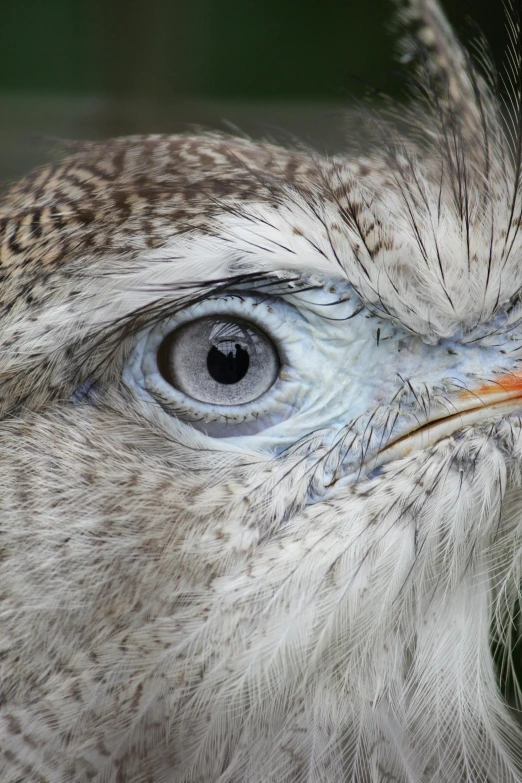 a close up of a bird with blue eyes, a stipple, grey-eyed, full head shot, fierce - looking, huge-eyed