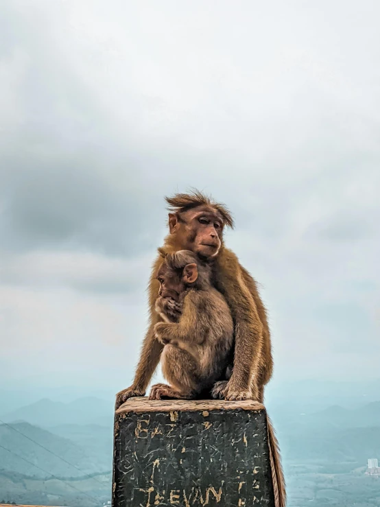 a monkey sitting on top of a piece of luggage, inspired by Steve McCurry, pexels contest winner, renaissance, at the top of a mountain, caring fatherly wide forehead, malaysian, close together