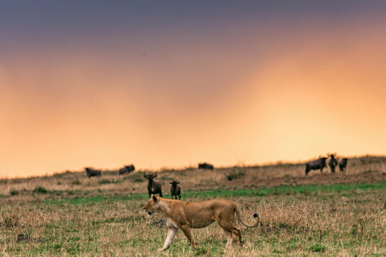 a lion walking across a grass covered field, in the evening