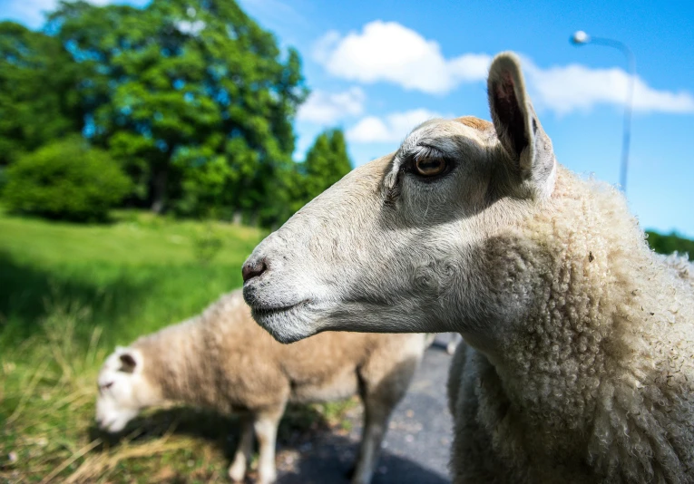 two sheep standing next to each other on a road, pexels contest winner, worm\'s eye view, giant eyes in the grass, yorkshire, shady