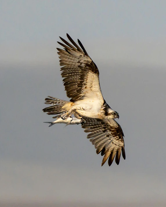 a bird that is flying in the sky, by Greg Rutkowski, half and half, raptors, ready to eat, afar