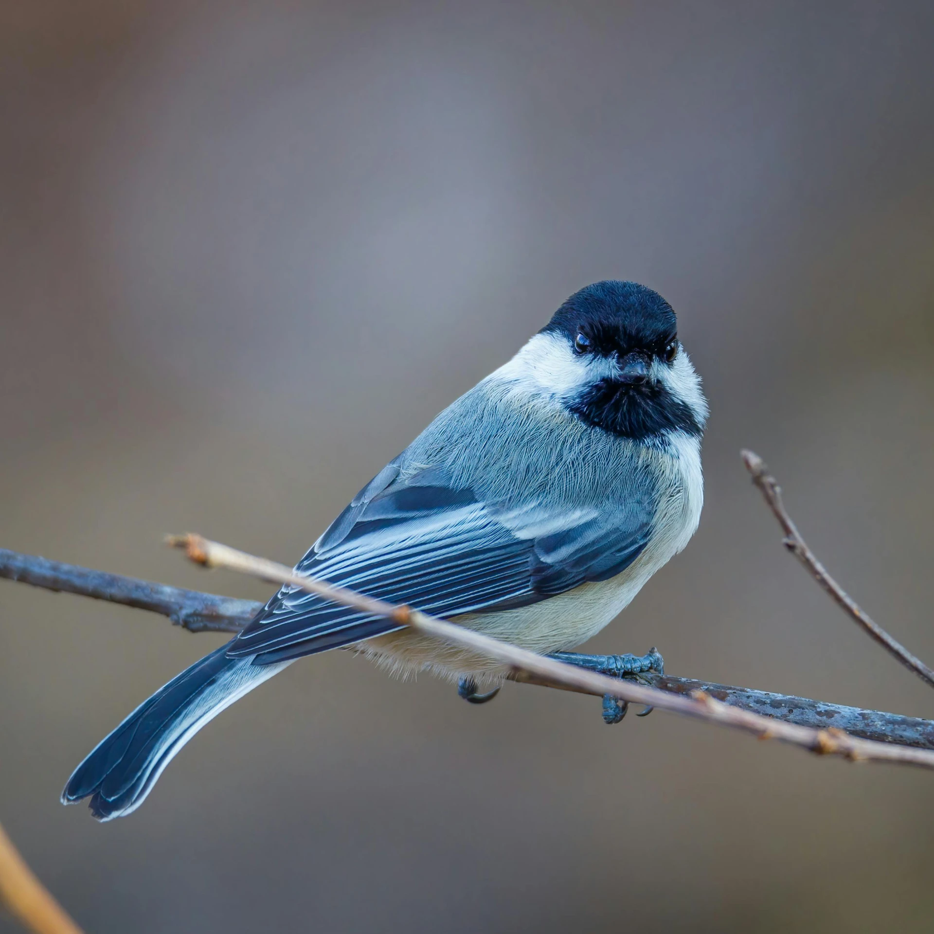 a small bird sitting on top of a tree branch, fan favorite, body centered, stuffed, guide