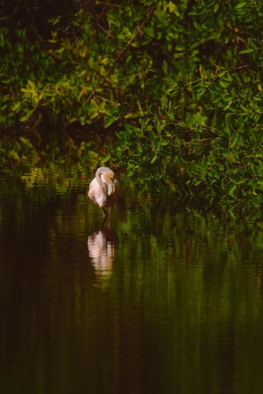 a bird that is standing in the water, lush surroundings, pink white and green, shot with sony alpha, carson ellis