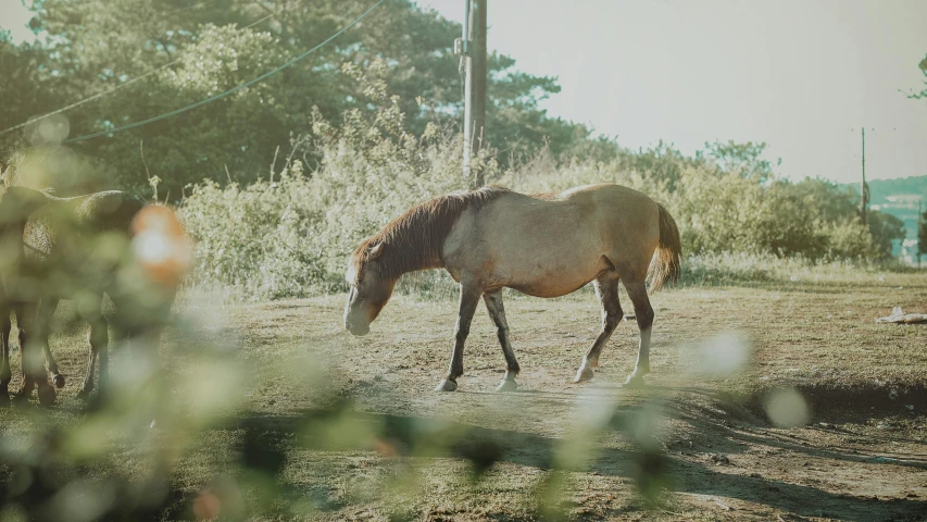 a couple of horses that are standing in the dirt, a picture, unsplash, renaissance, an overgrown, sunfaded, rinko kawauchi, roaming the colony