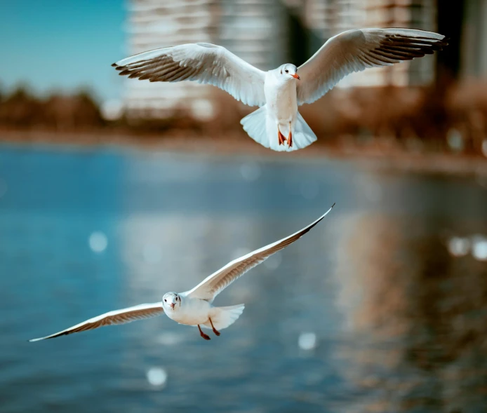 two seagulls flying over a body of water, a tilt shift photo, pexels contest winner, surrealism, instagram post, cinematic shot ar 9:16 -n 6 -g, ilustration, city park